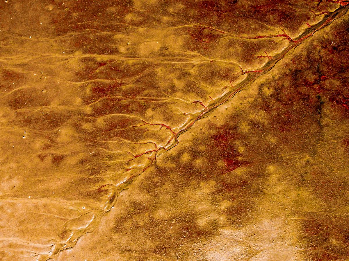 Koncz-Bisztricz Tamás