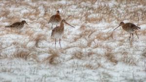 Tavaszvárók Tavaszvárók