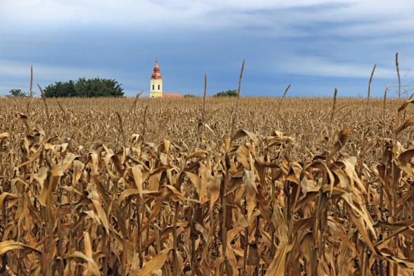 Templom a kukoricásban