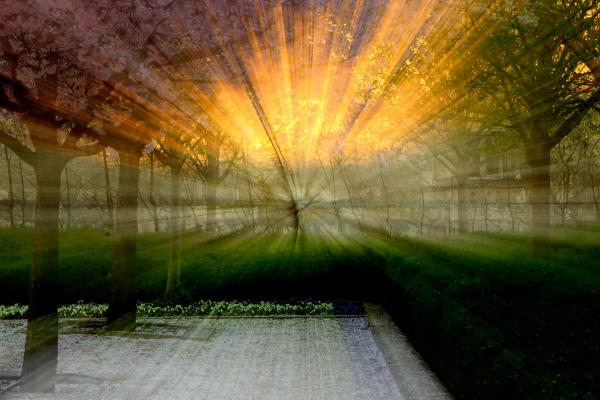 tavaszi virágsugarak