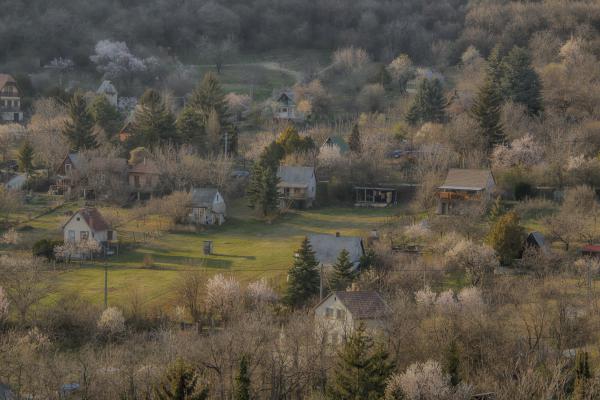 Kivirágzott a domboldal