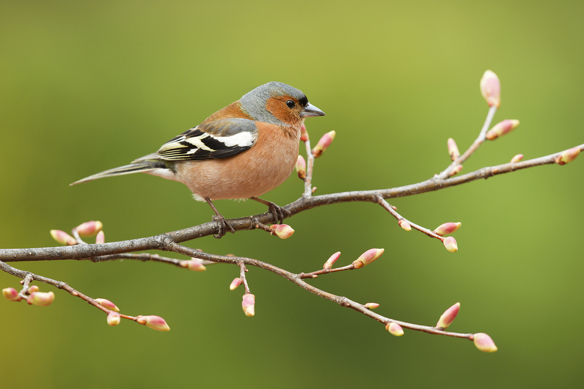 Bernáth Sándor dr.