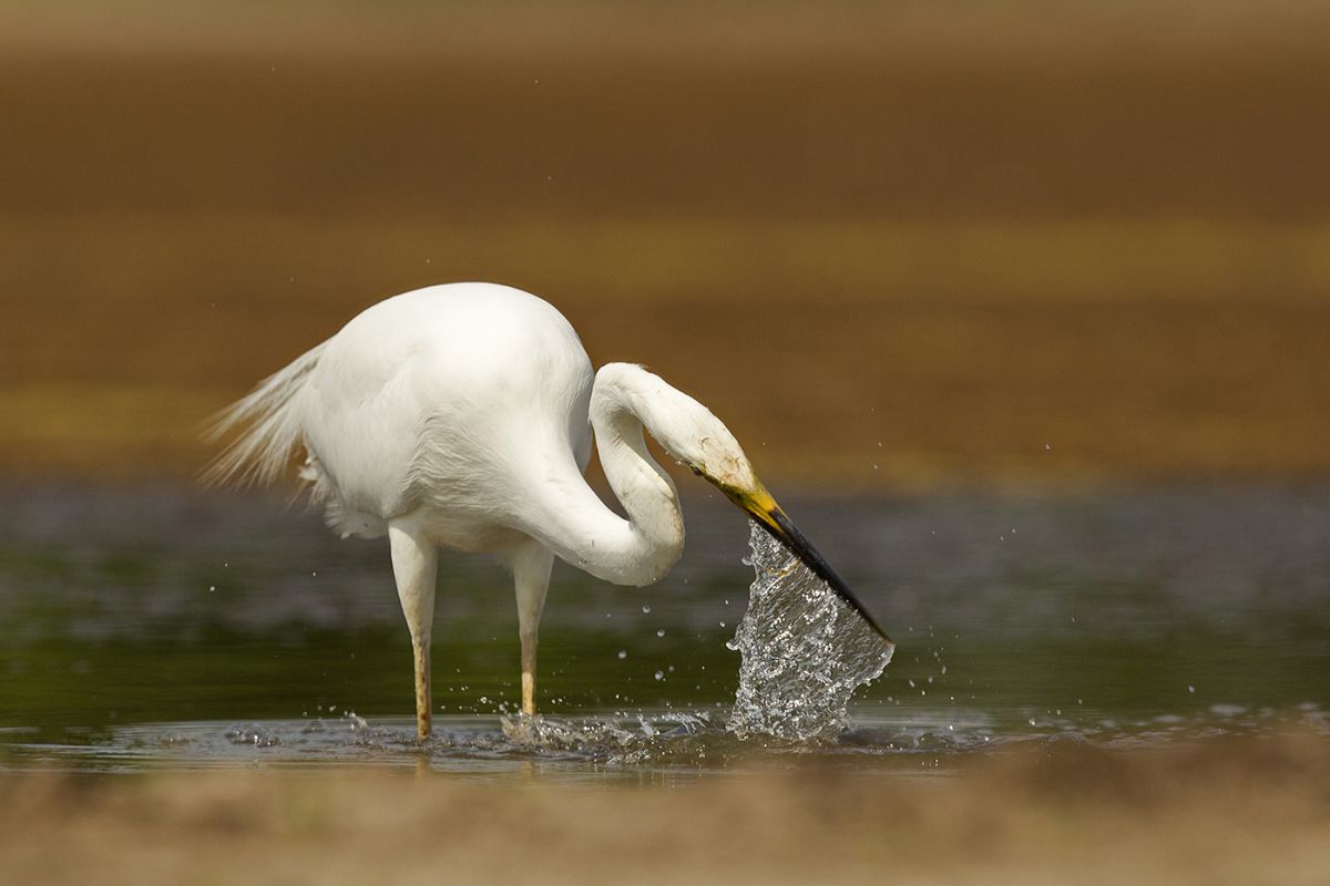 Bernáth Sándor dr. 