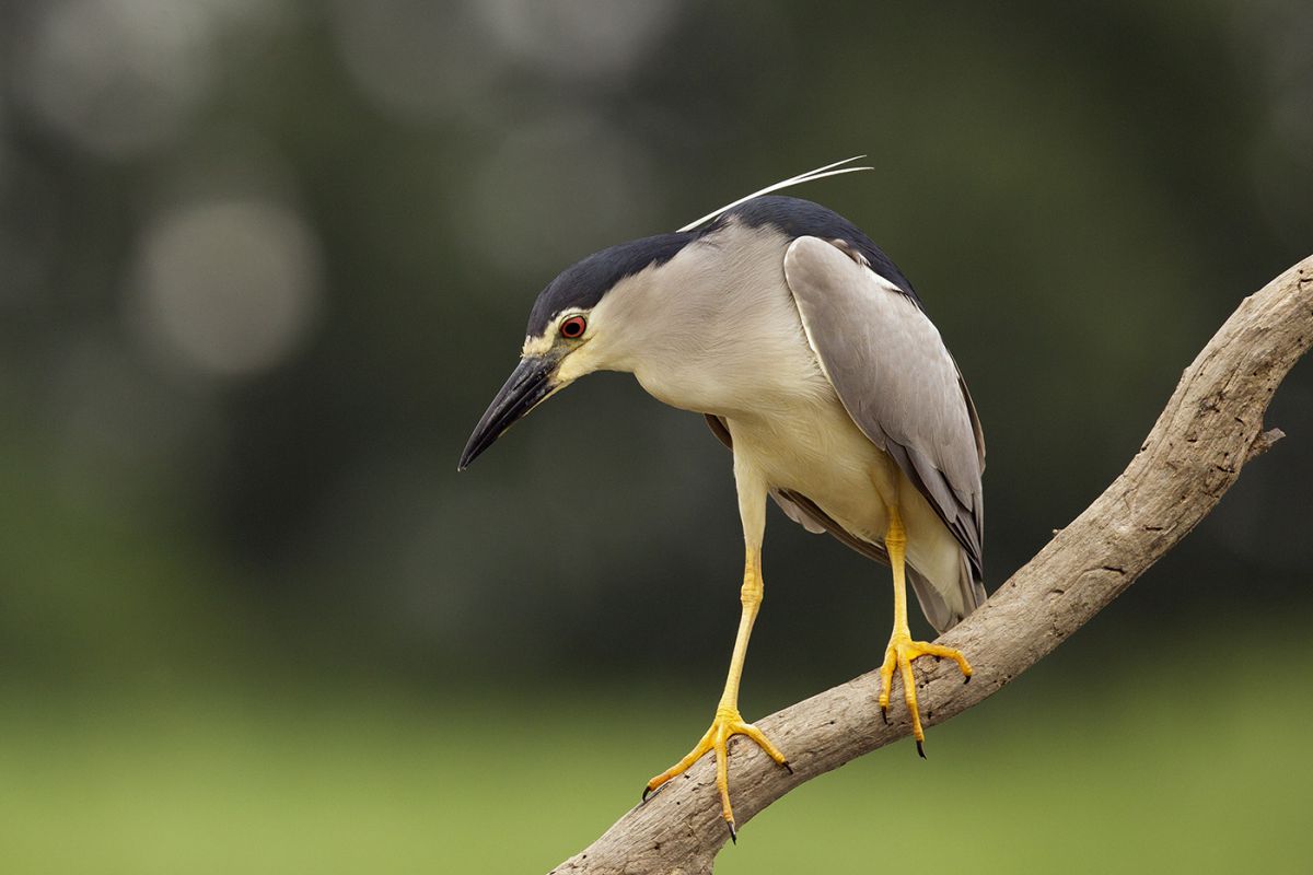 Bernáth Sándor dr. 