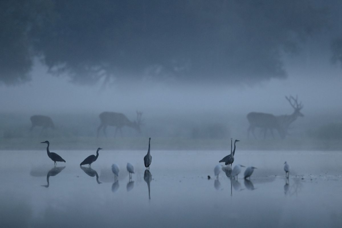 Bernáth Sándor dr. 