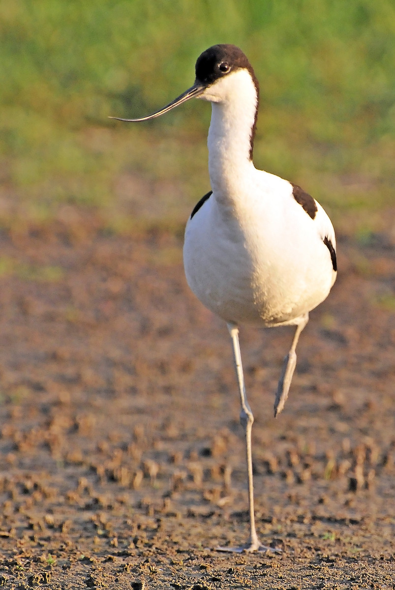 Gaál Zoltán Péter