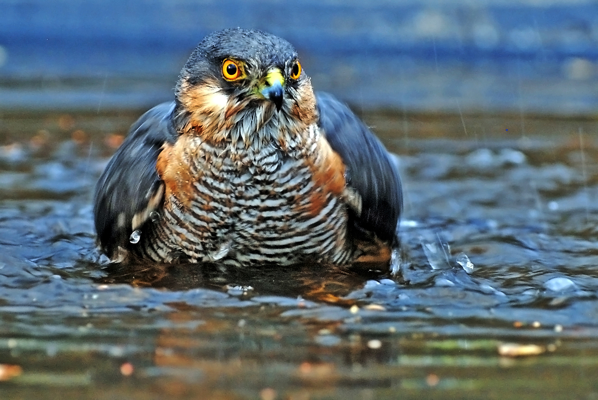 Gaál Zoltán Péter