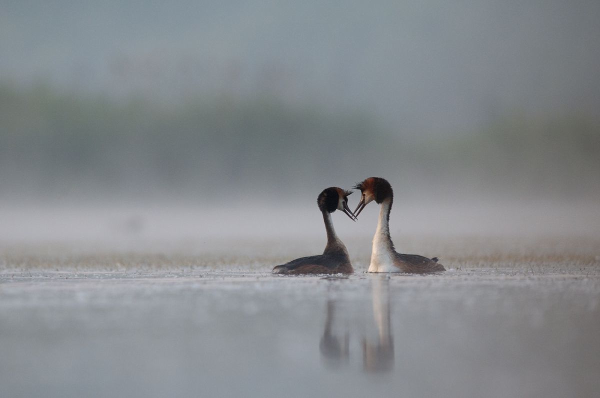 Ribényi Csaba Alfonz