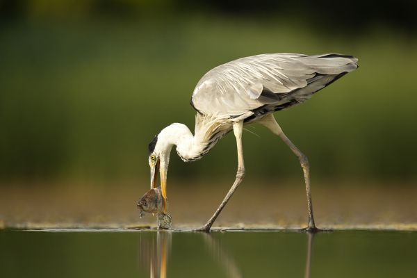 Kétféle nézőpont