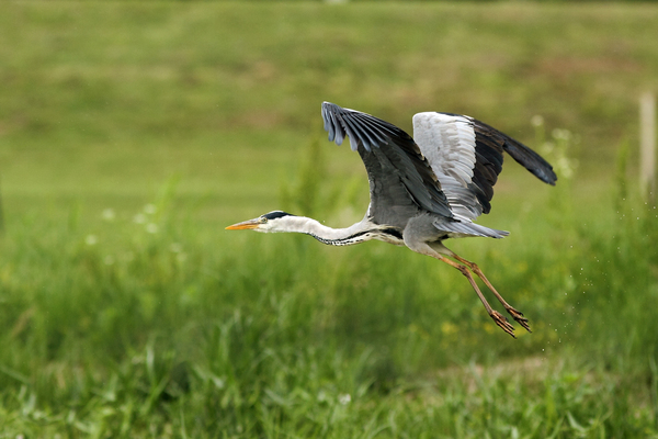Szürke gém balra el