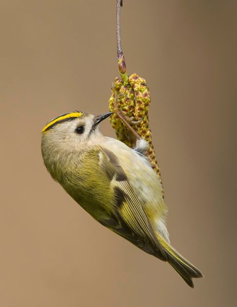 Sárgafejű királyka