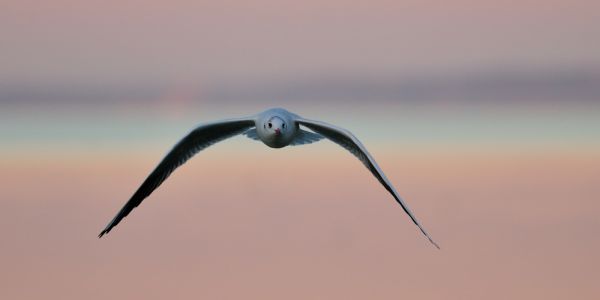 Repülő a horizonton