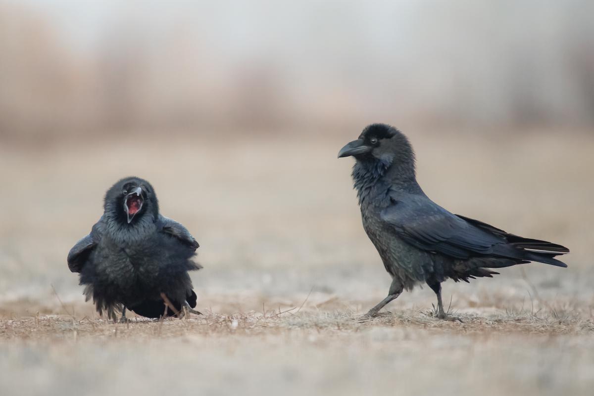 Gaál Zoltán Péter