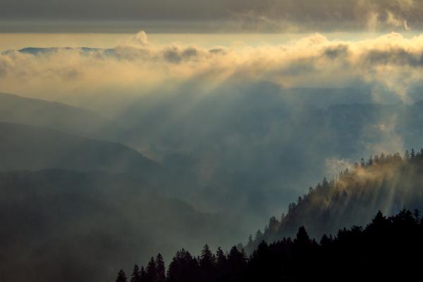 A forest touches the sky