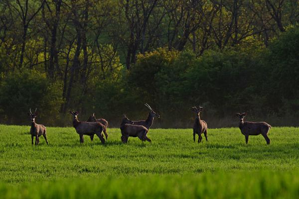 Heten mit a gonoszok