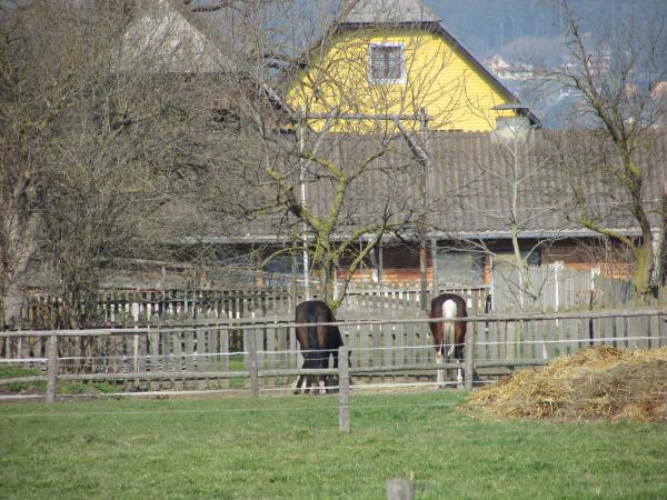 1 fekete és 1 fehér lófarok