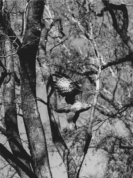 Predator through an old eye