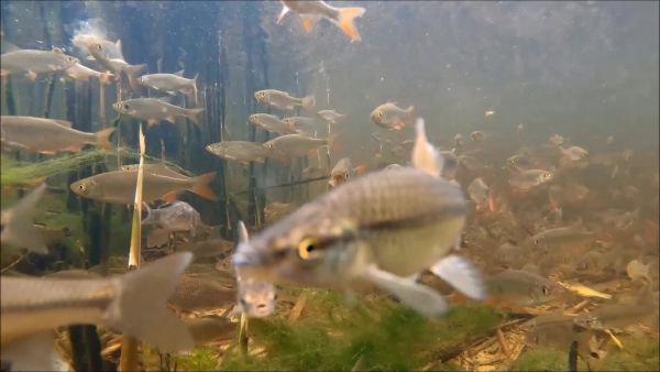 Élet a holtágaknál