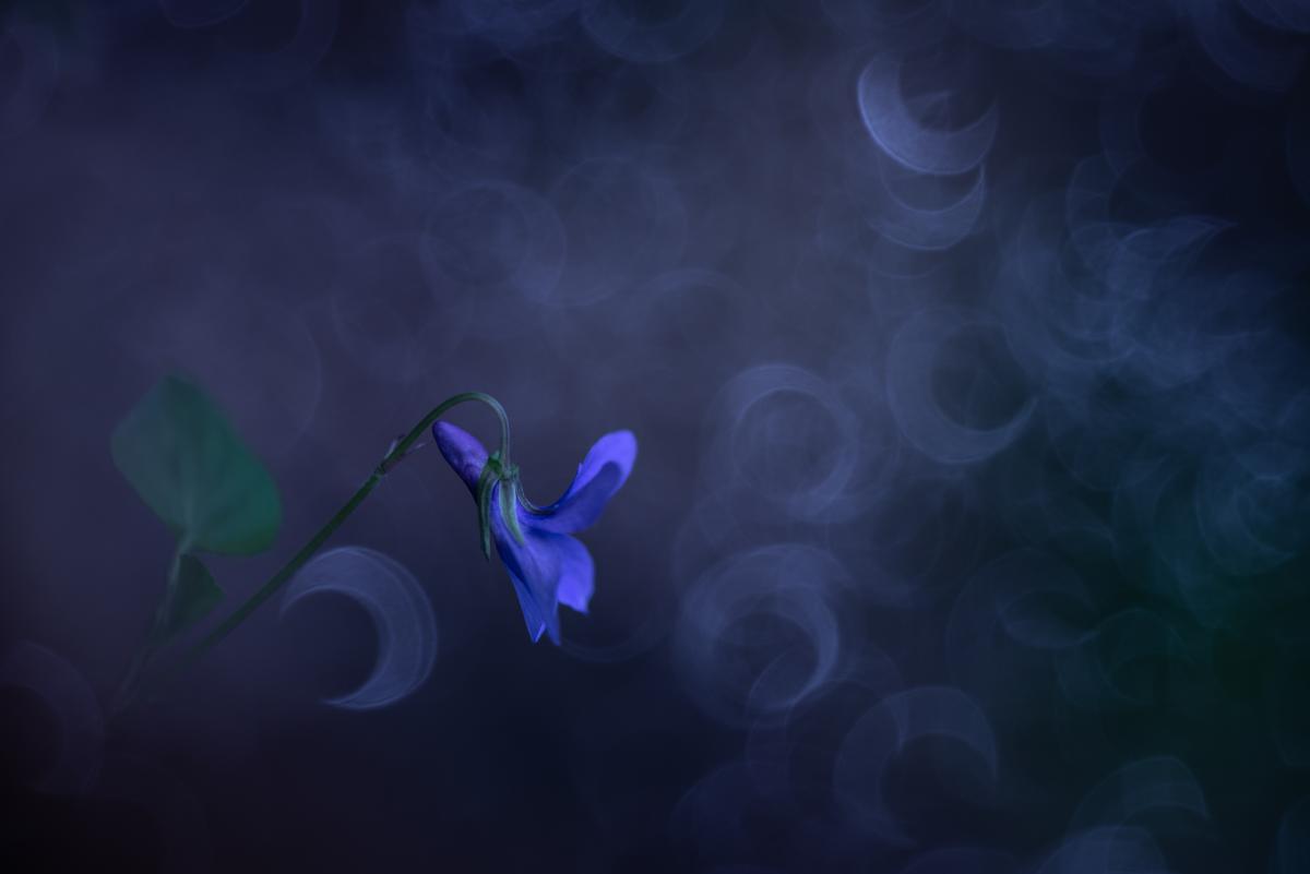 Darányiné Bakos Éva