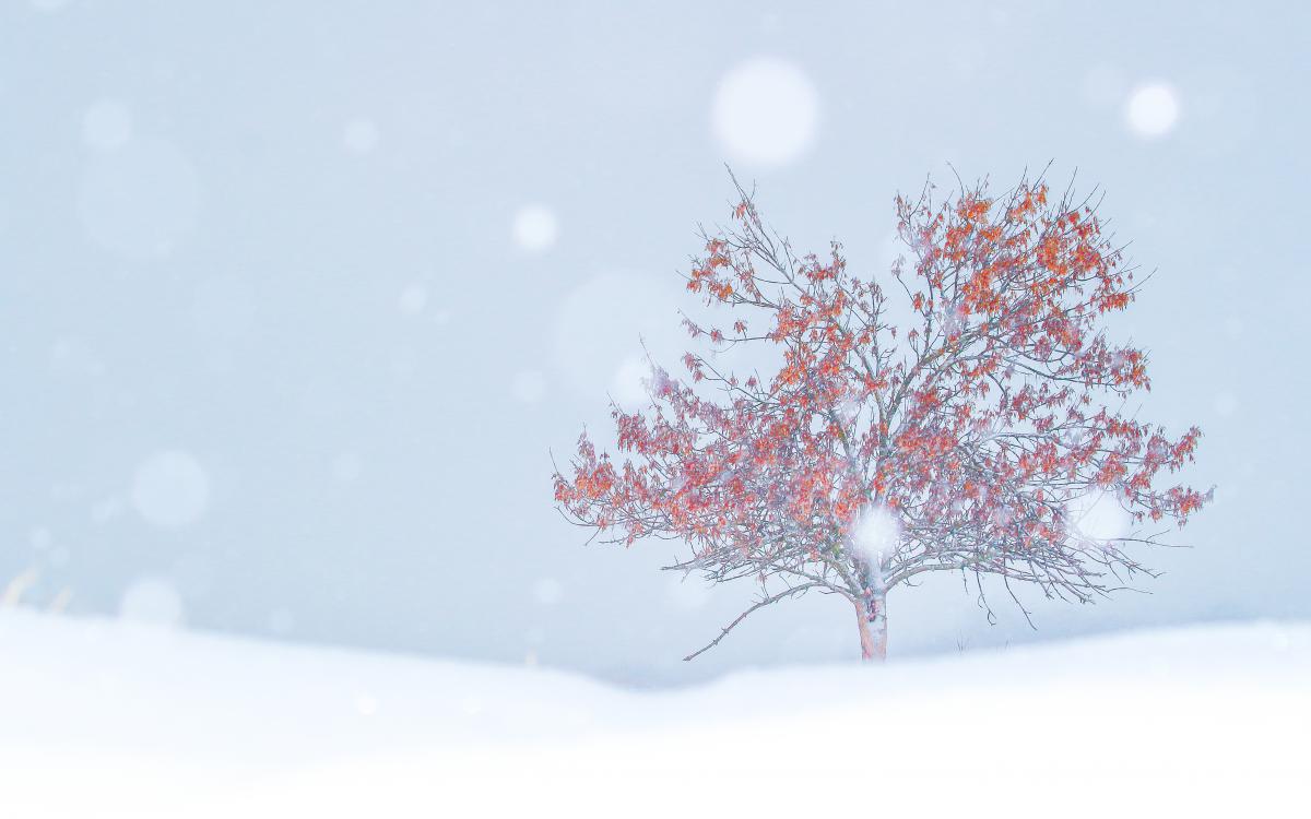 Koncz-Bisztricz Tamás