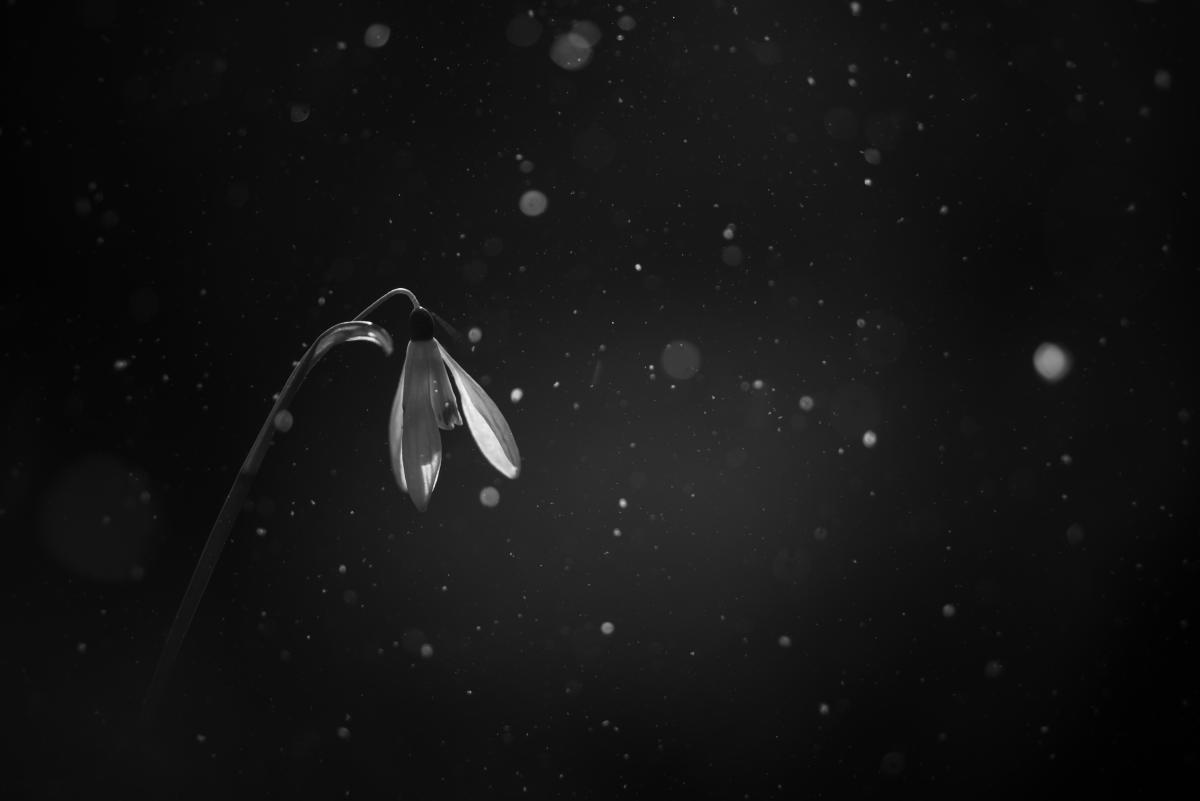 Darányiné Bakos Éva