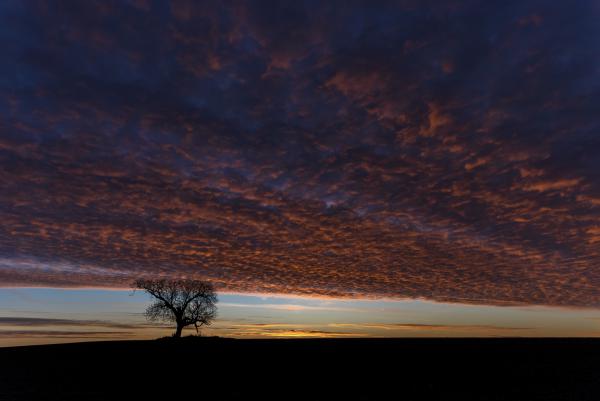 A vén diófa hajnala