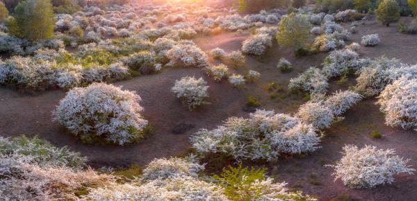 Galagonya virágzás