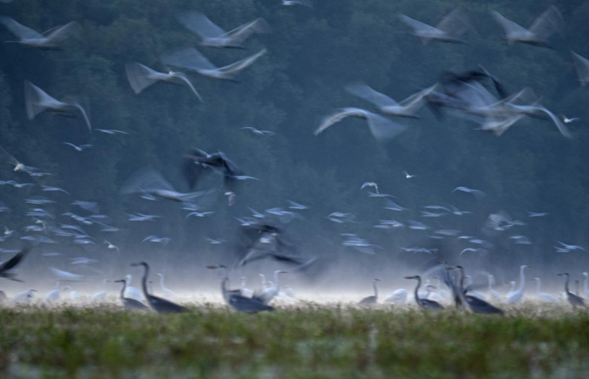 dr. Horváth Erzsébet