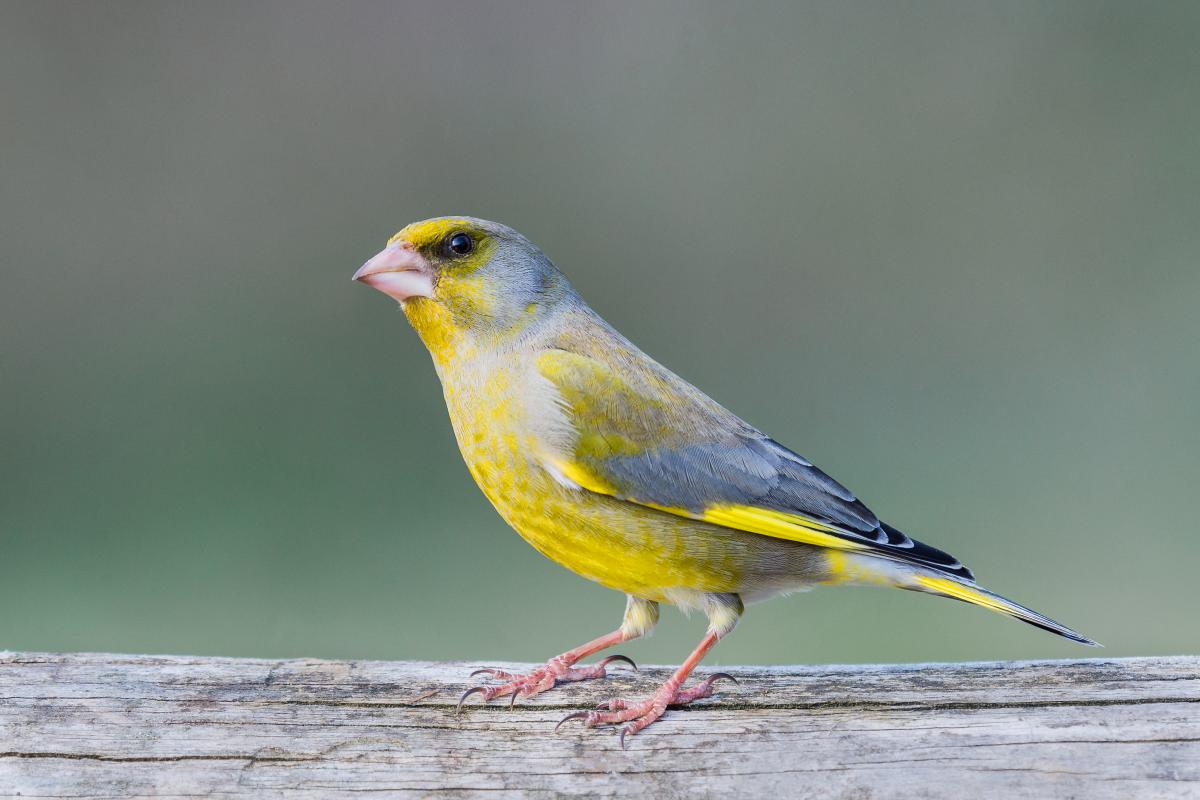 Gaál Zoltán Péter