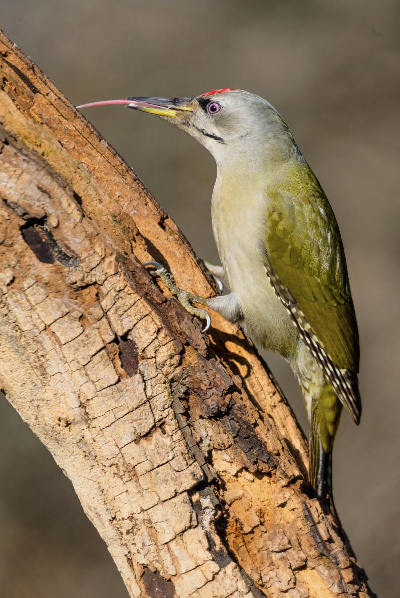 Gaál Zoltán Péter