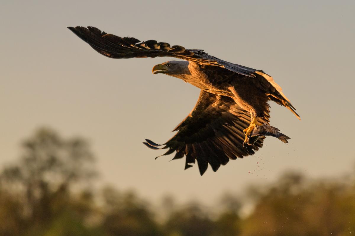 Szakolczai Krisztina