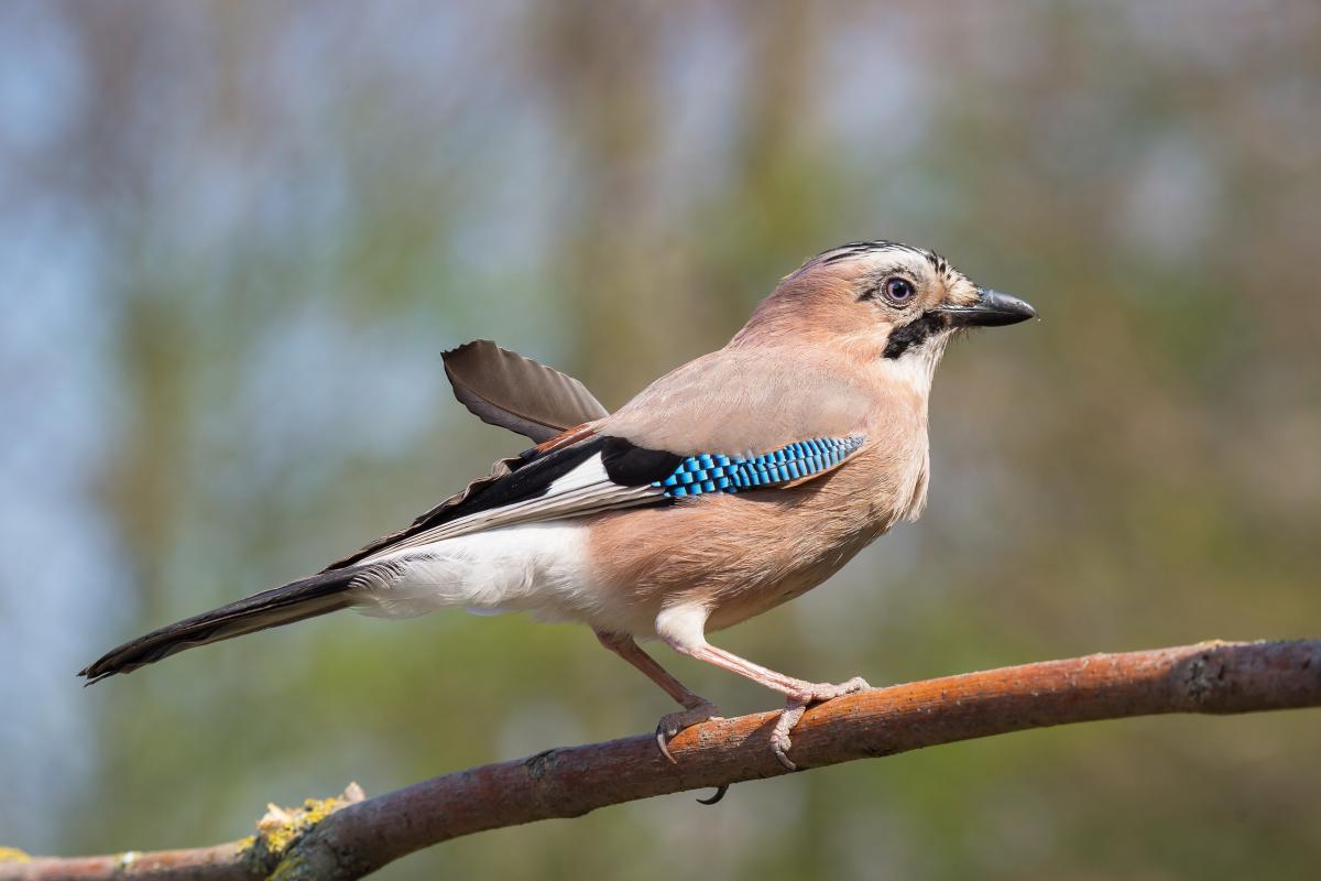 Gaál Zoltán Péter
