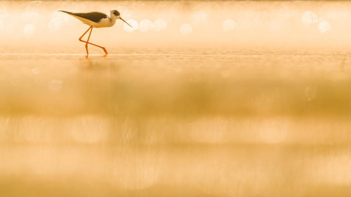 Koncz-Bisztricz Tamás