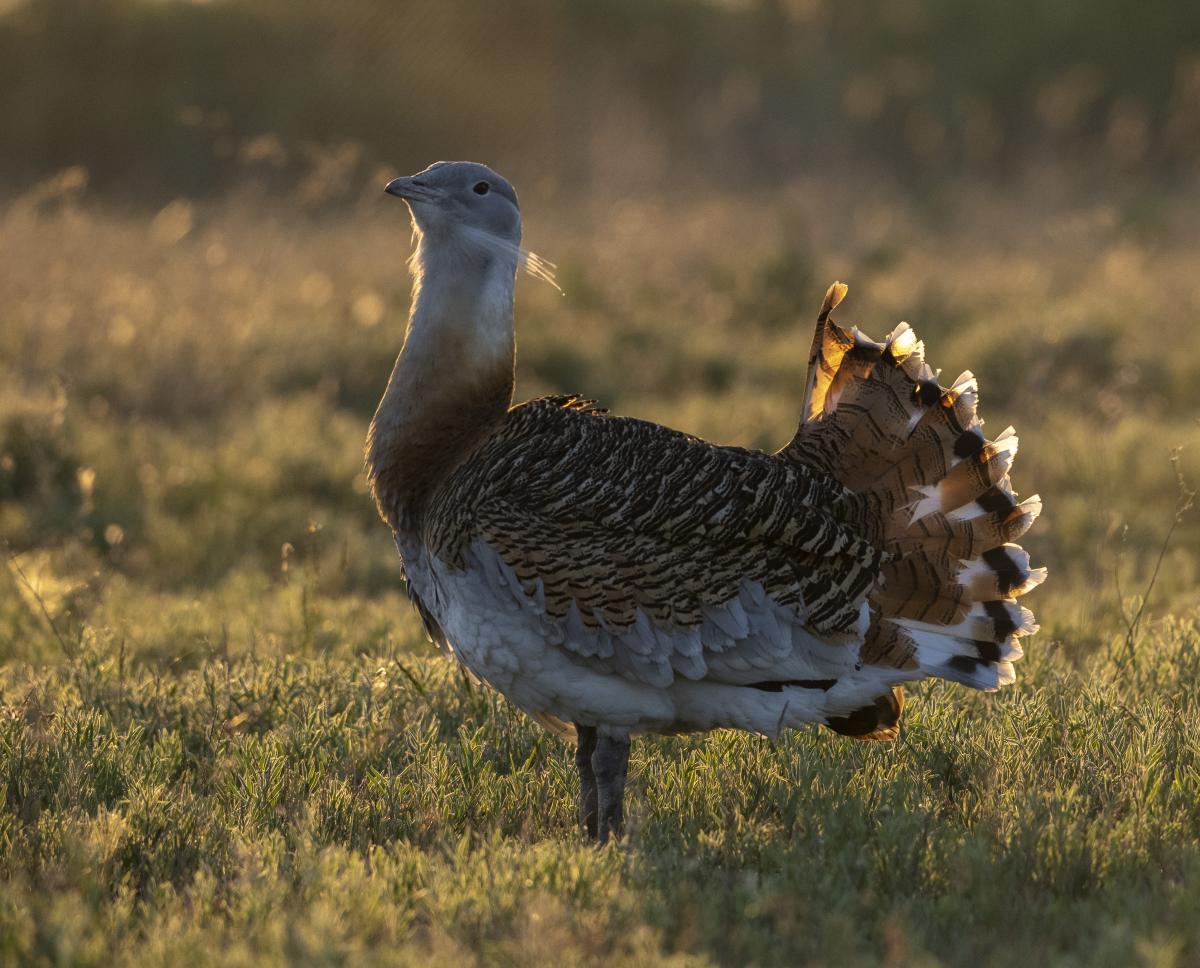 dr. Horváth Erzsébet