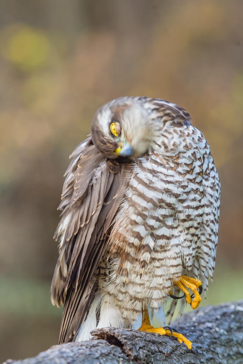 Gaál Zoltán Péter