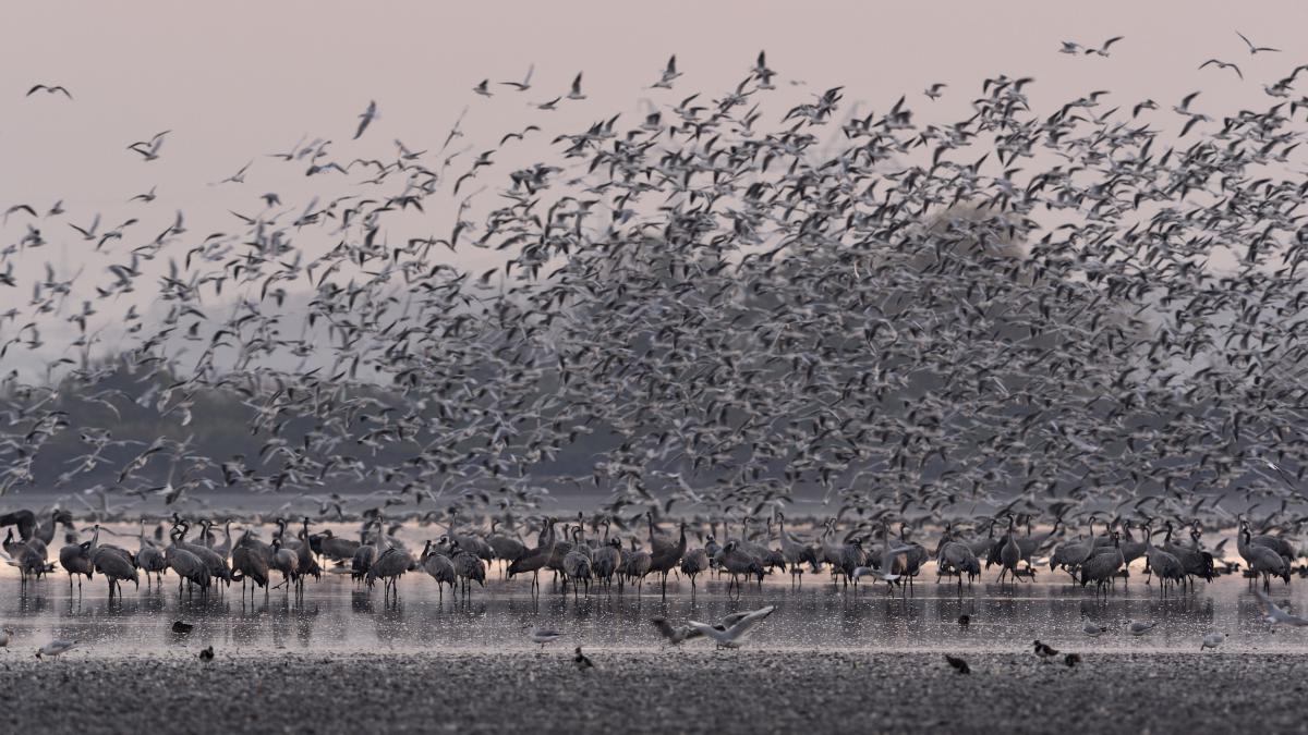 Násfayné Kőházi Mária