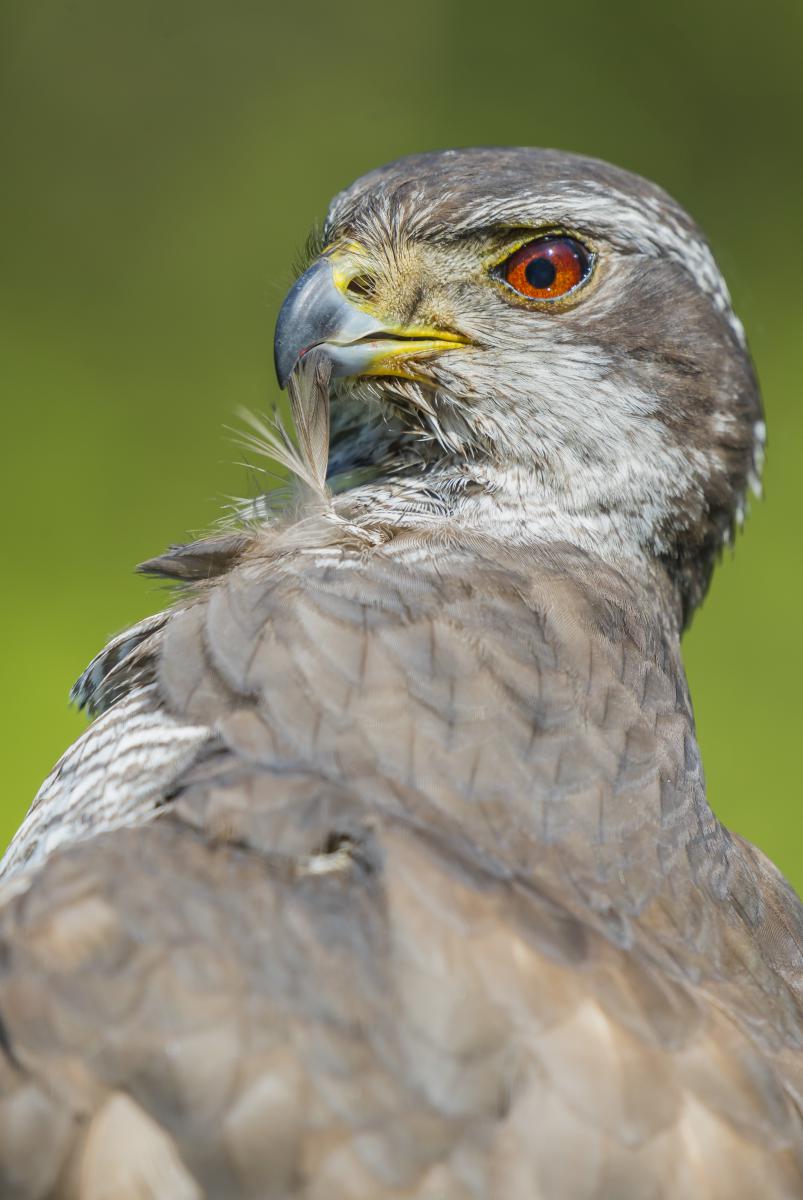 Gaál Zoltán Péter