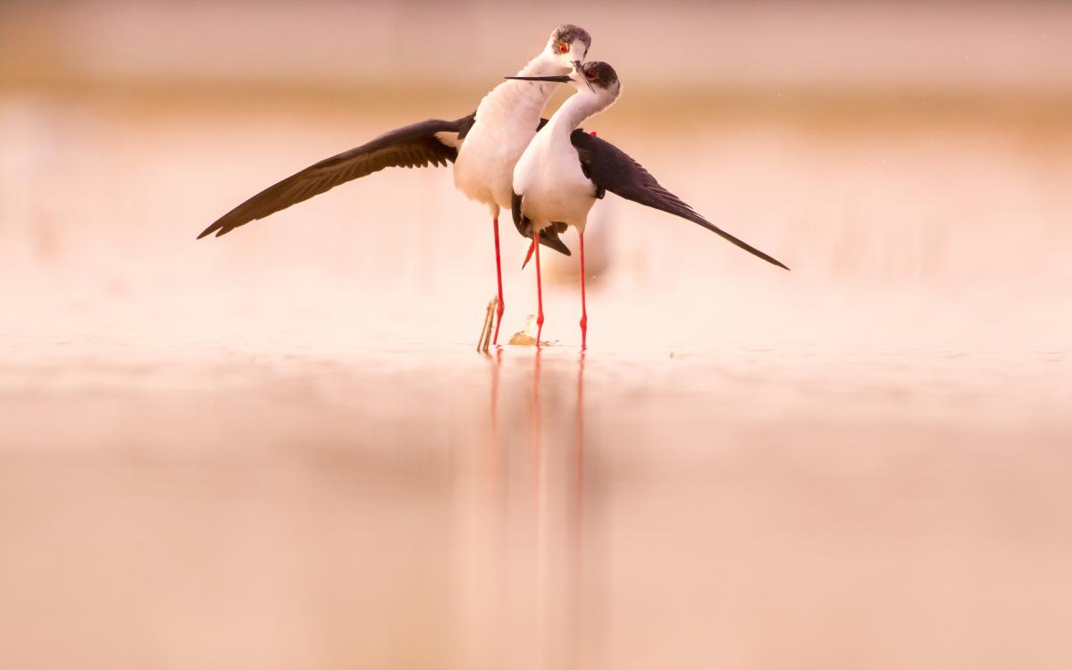 Koncz-Bisztricz Tamás