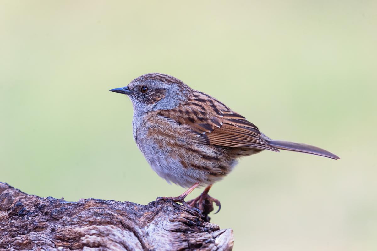 Gaál Zoltán Péter