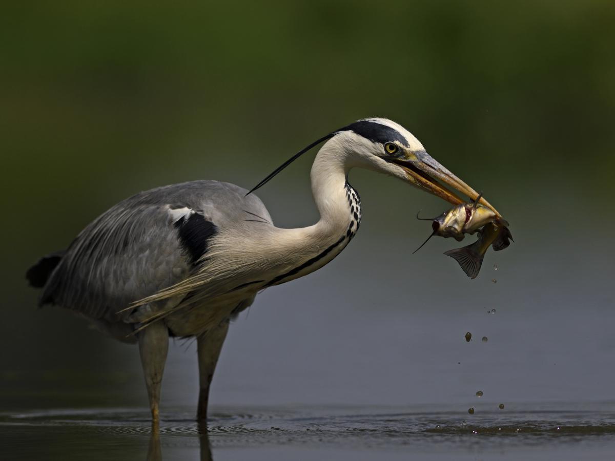 Násfayné Kőházi Mária