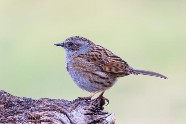 Környezetbe olvadva