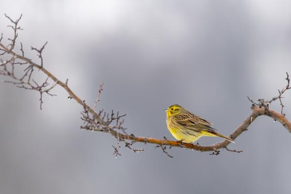Citrom (téligyümölcs :)
