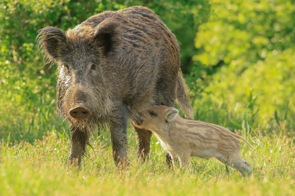 Koncz-Bisztricz Tamás
