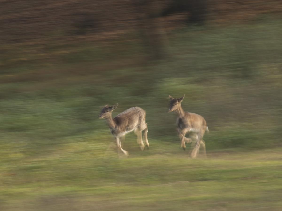 dr. Horváth Erzsébet