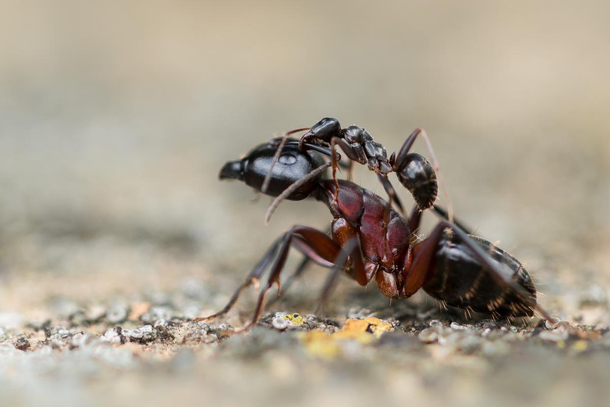 Koncz-Bisztricz Tamás