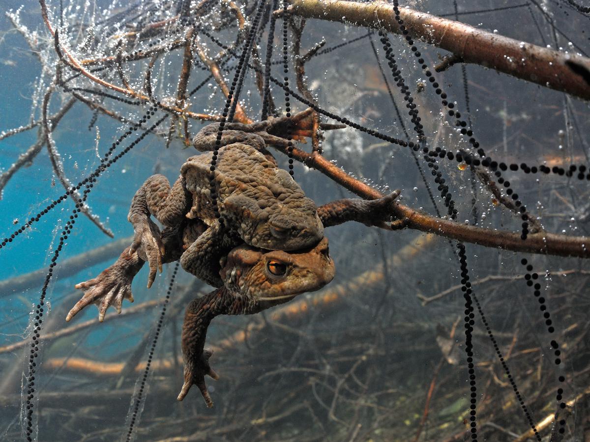 Násfayné Kőházi Mária
