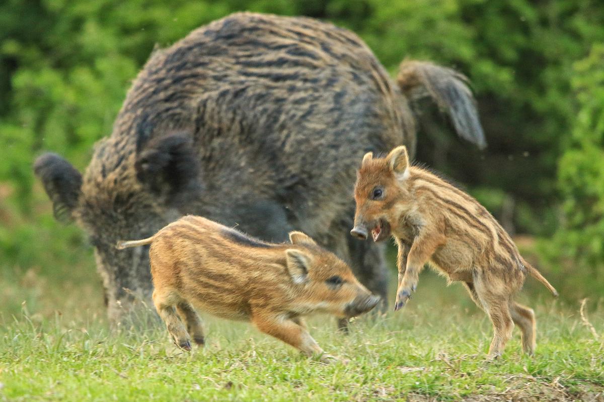 Koncz-Bisztricz Tamás