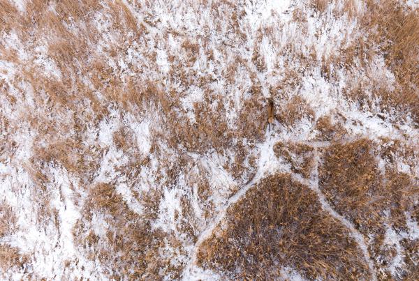 A labirintus királya