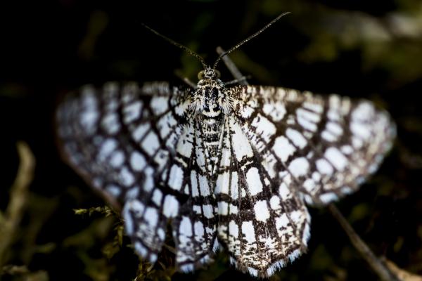 Rácsos rétiaraszoló