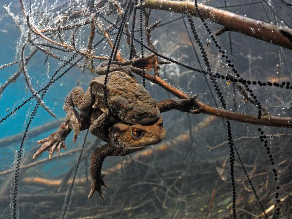 Petefonalak fogságában